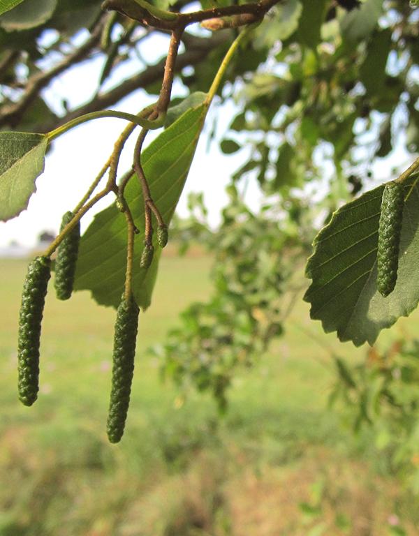 Alnus Glutinosa (Alder) [60-90cm] 25 per bundle