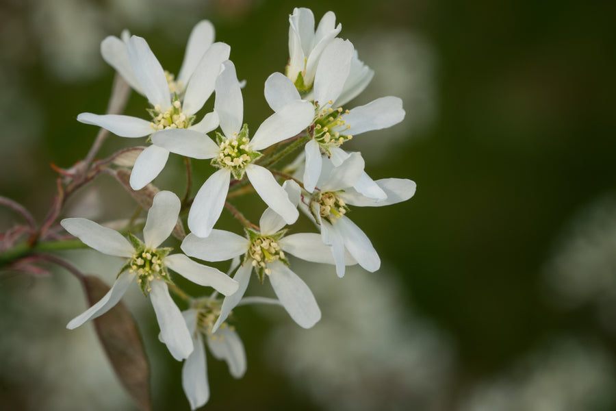 Amelanchier RJ Hilton - June Berry Tree 12 litre Pot (5-6 ft)