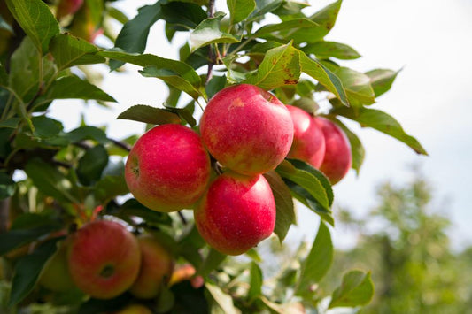 Malus Elstar (Eating Apple) 2 Year Old Bush 4-5ft