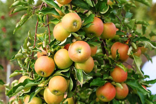 Malus Jonagold (Eating Apple) 2 Year Old Bush 5-6ft 12 litre Pot