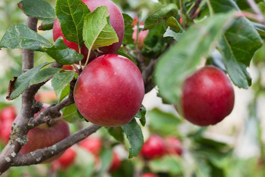 Malus Red Devil  (Eating Apple) 2 Year Old Bush 4-5ft