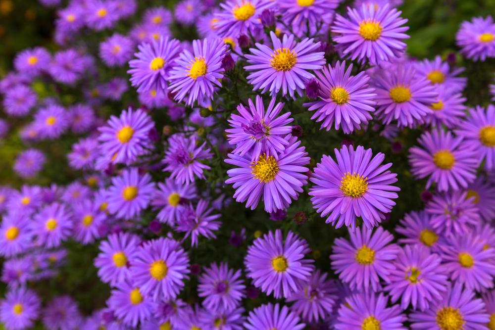 Aster Tonga  'Michaelmas Daisy' (5 litre Pot)