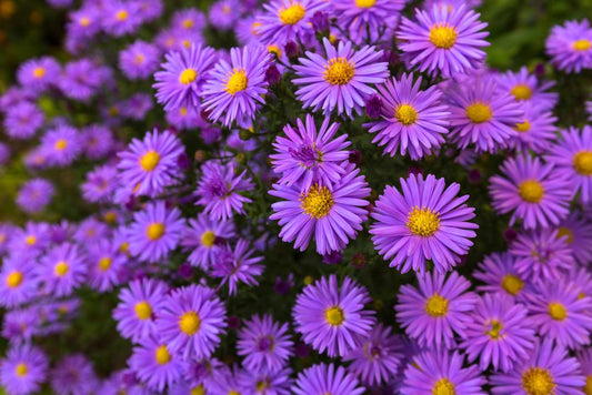 Aster Tonga  'Michaelmas Daisy' (5 litre Pot)