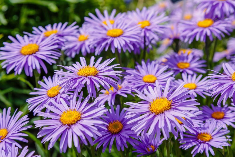 Aster Samoa 'Michaelmas Daisy'  (5 Litre Pot)