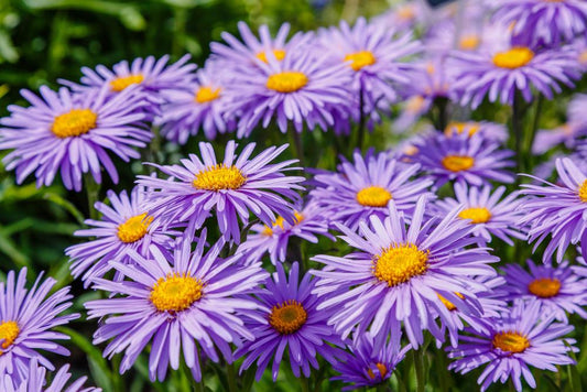 Aster Samoa 'Michaelmas Daisy'  (5 Litre Pot)