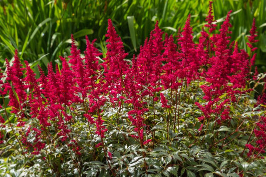 Astilbe Fanal Red  (3 litre Pot)