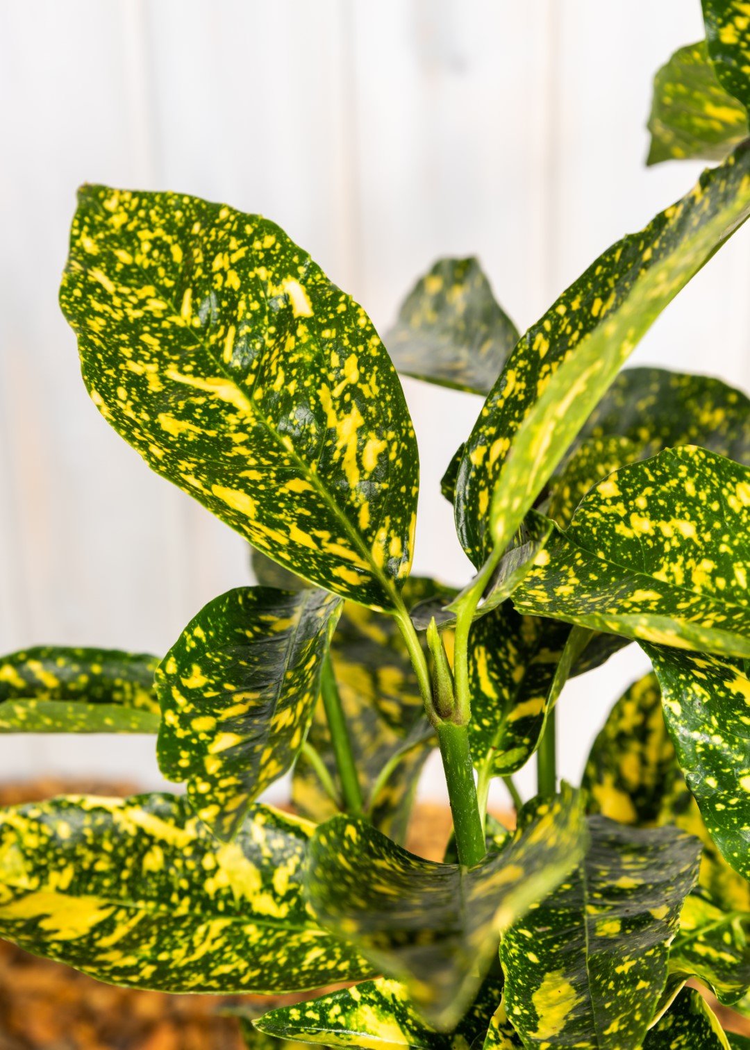 Aucuba Crotonifolia  ‘Japanese Spotted Laurel’ (3 Litre Pot)