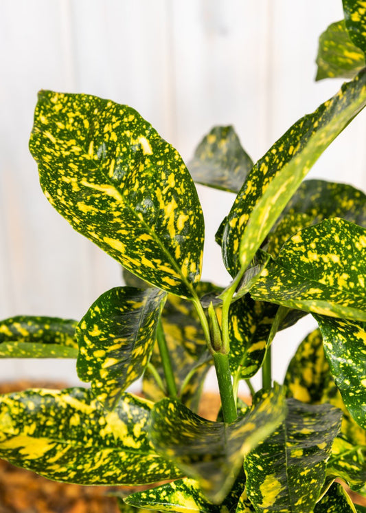 Aucuba Crotonifolia  ‘Japanese Spotted Laurel’ (3 Litre Pot)