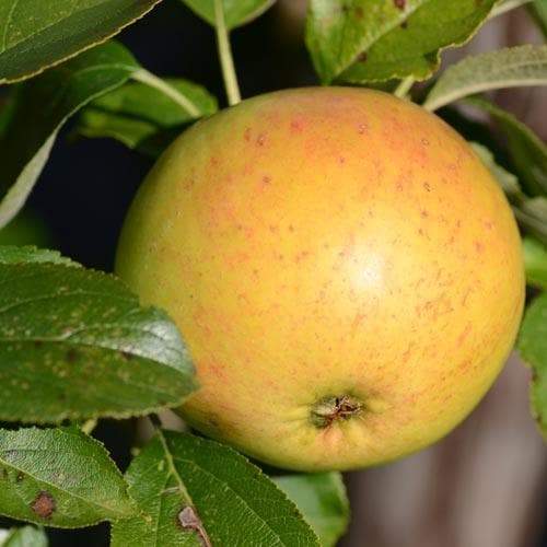 Ballyvaughan Seedling - 1yr old Maiden Available from 2nd week December
