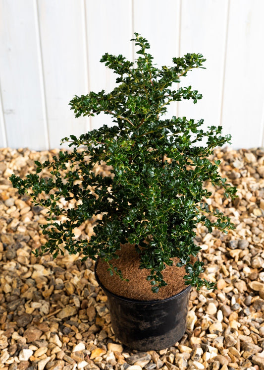 Berberis Darwinii Nana  (5 Litre Pot)