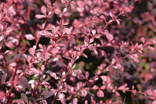 Berberis Harlequin (3 Litre Pot)