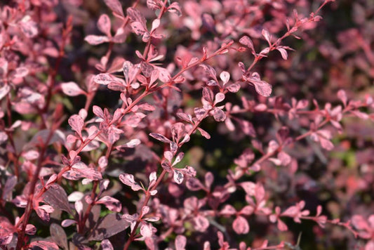 Berberis Harlequin (5 Litre Pot)