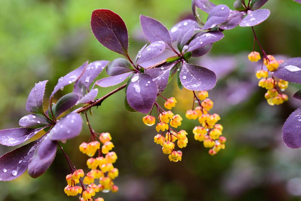 Berberis Red Chief  (3 Litre Pot)