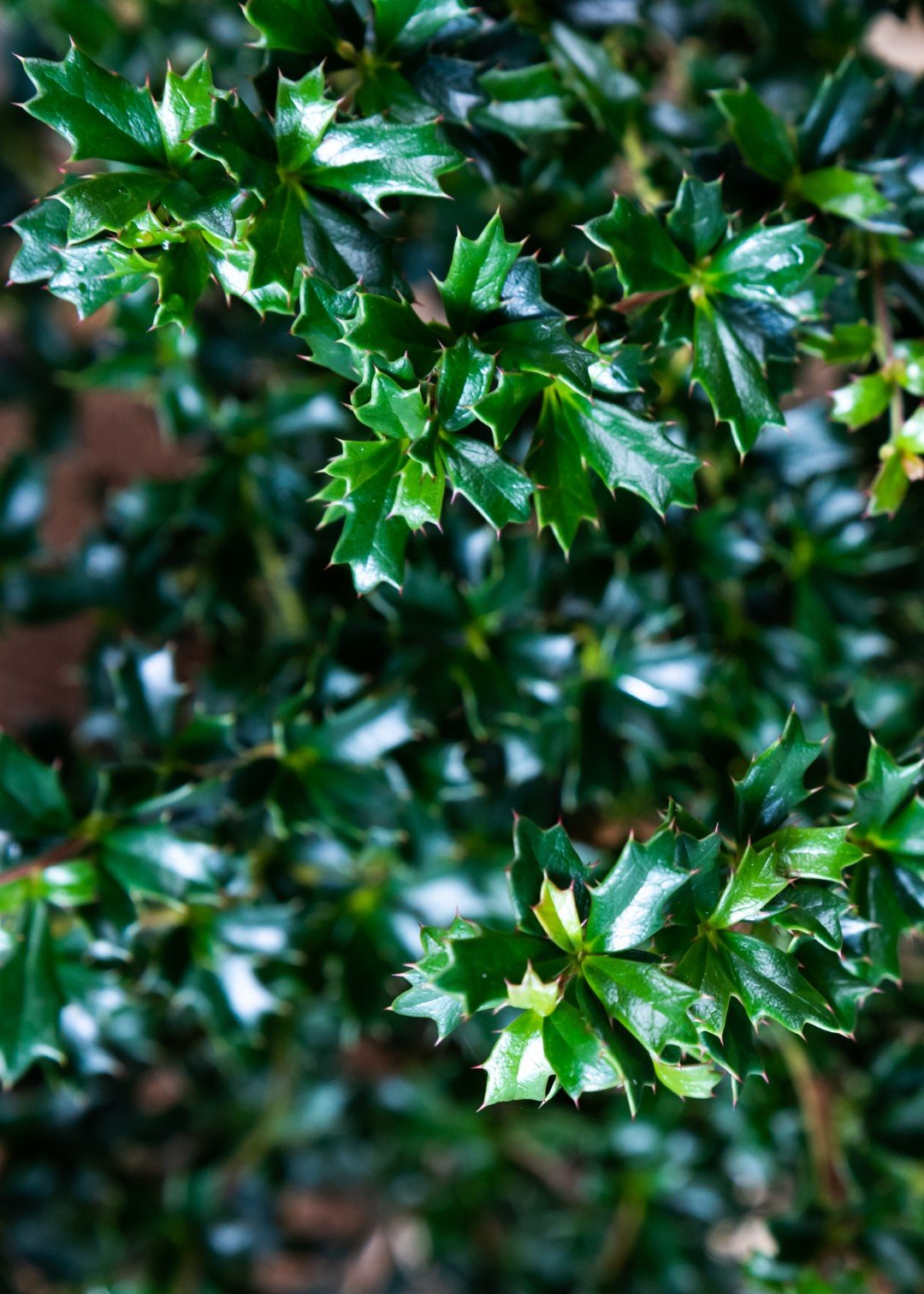 Berberis Darwinii Nana  (5 Litre Pot)