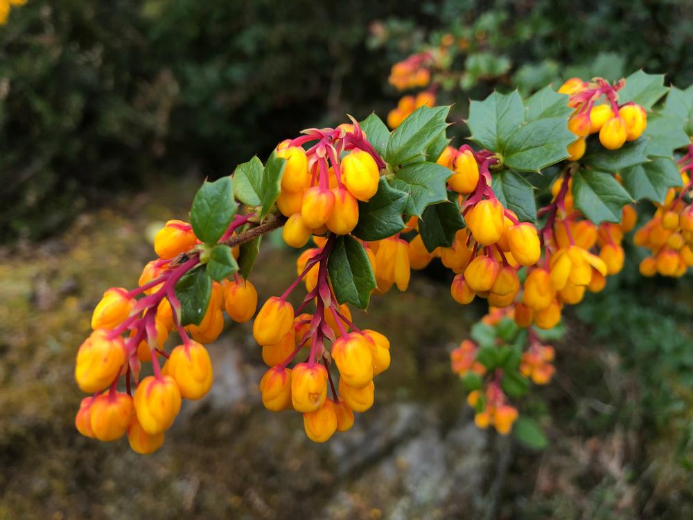 Berberis Darwinii Nana  (5 Litre Pot)