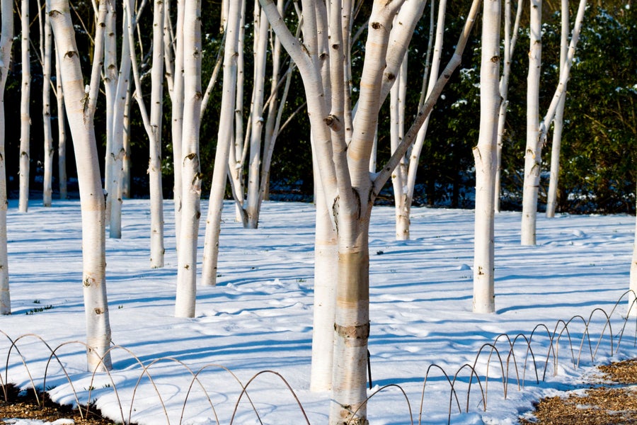 Betula utilis Jacquemontii 'Doorenbos' Tree 25 litre pot (175cm)