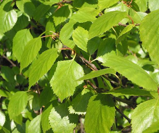 Betula Pubescens (Downy Birch) [60-90cm] 25 per bundle