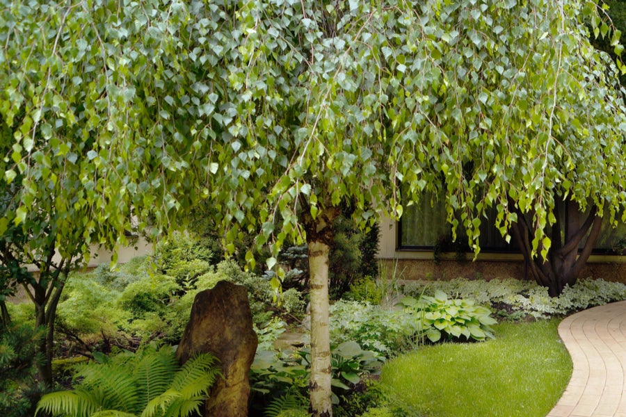Betula Pendula Youngii 12 litre pot (175-200cm)