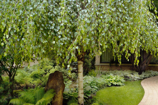 Betula Pendula Youngii 12 litre pot (175-200cm)