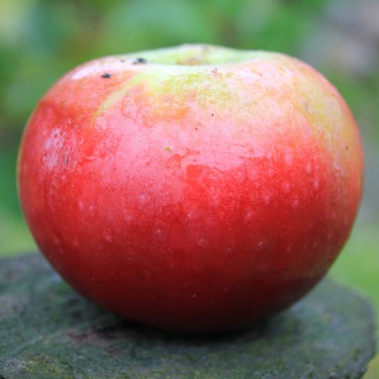 Apple Blood of the Boyne - 1yr old Maiden Available from 2nd week December