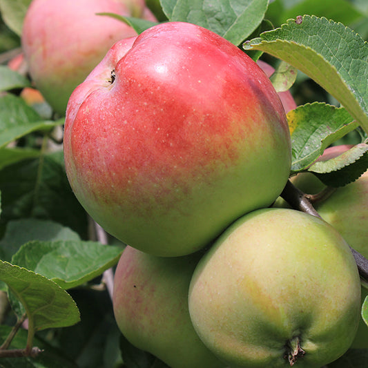Apple Bloody Butcher - 1yr old Maiden Available from 2nd week December