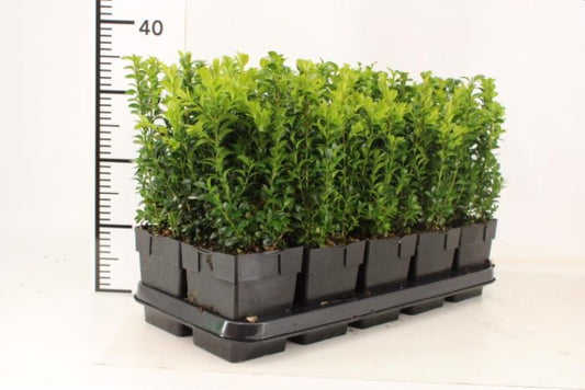 Buxus Sempervirens (Boxwood) [25-30cm] 13cm Pot
