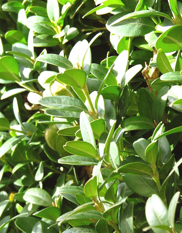 Buxus Sempervirens (Boxwood) [25-30cm] 13cm Pot