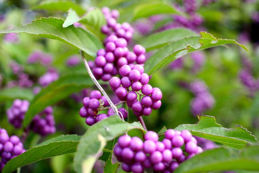 Callicarpa Profusion (Berry Beauty) 10lt pot Height 60-80cm