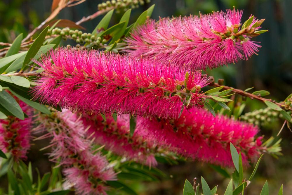 Callistemon Pink Perth 10L  ‘Bottlebrush’