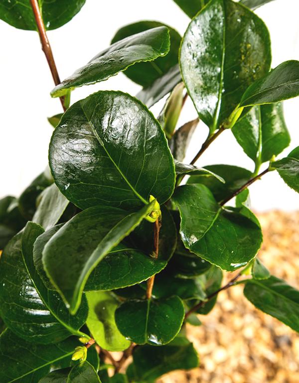 Camellia x Williamsii ‘Ruby Wedding’ [3L] [40-60cm]