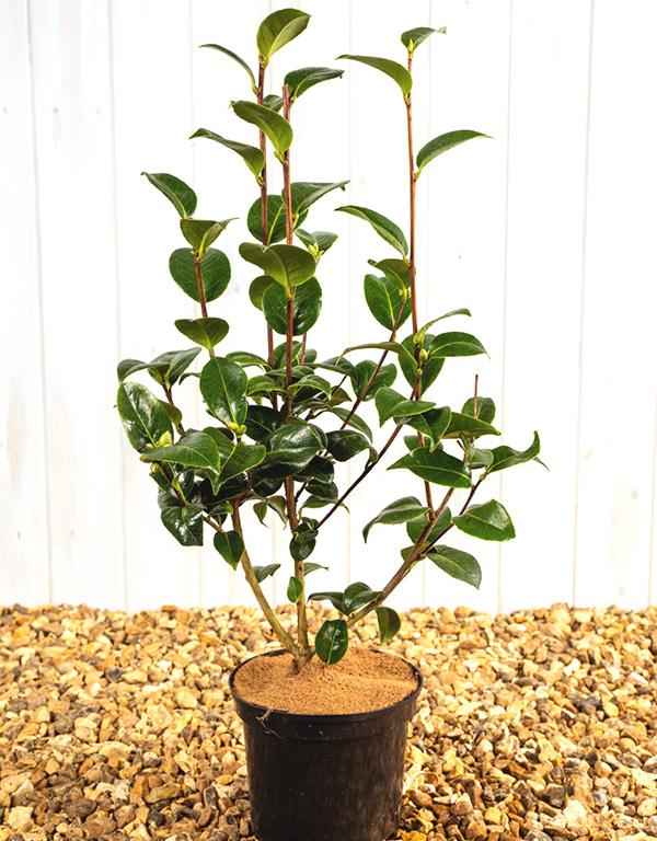 Camellia x Williamsii ‘EG Waterhouse’ [3L] [40-60cm]