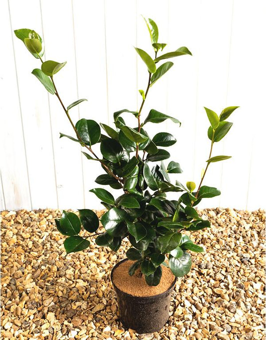 Camellia Nuccios Pearl [3L] [40-60cm]