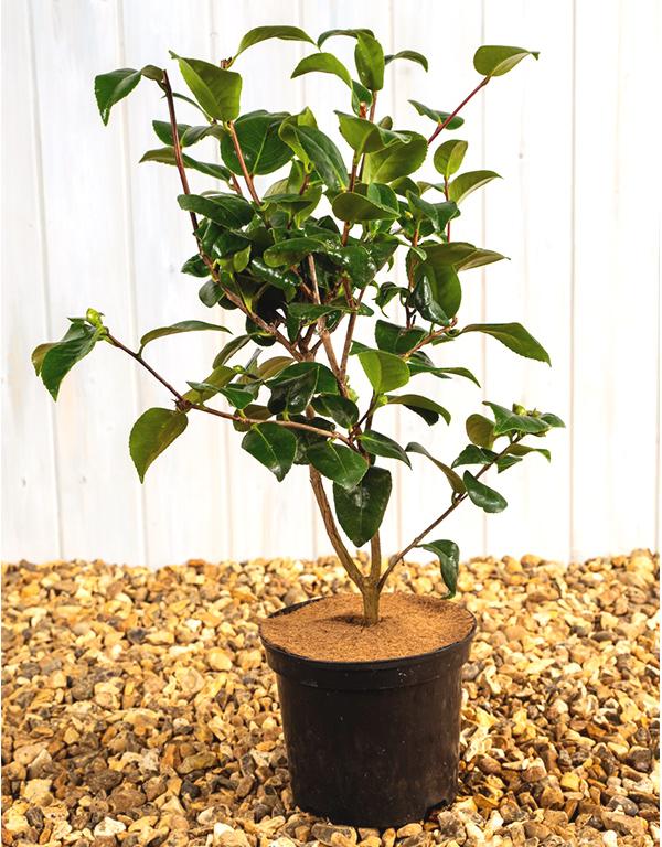Camellia x Williamsii ‘Ruby Wedding’ [3L] [40-60cm]