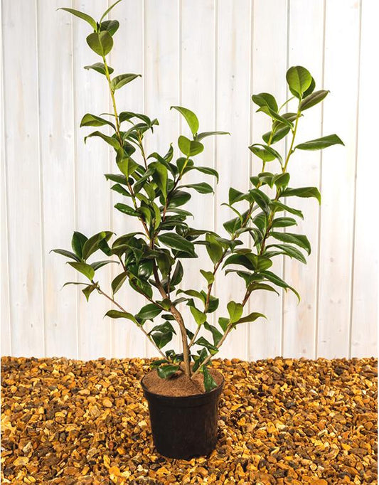 Camellia x Williamsii Anticipation [3L] [50-60cm]