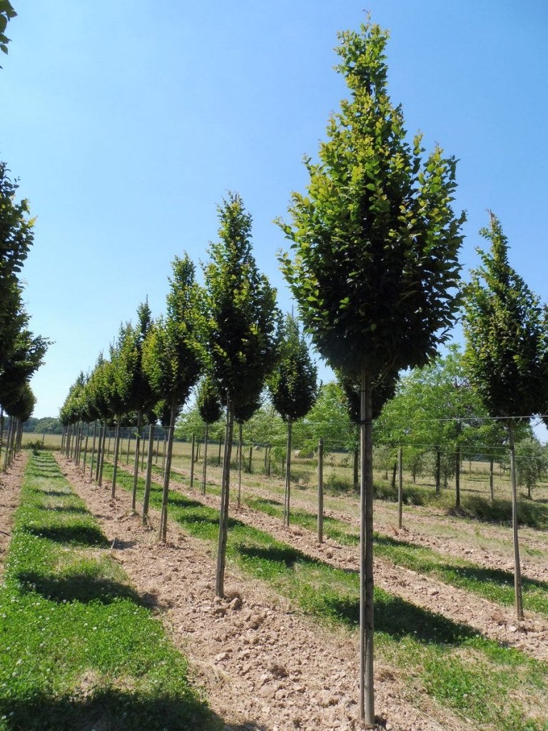 Carpinus Betulus Lucas 'Upright Columnar Hornbeam' 130 litre (14-16cm girth)