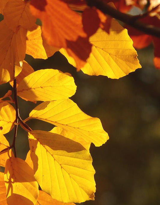 Carpinus Betulus (Hornbeam) (60-90cm) 25 per bundle