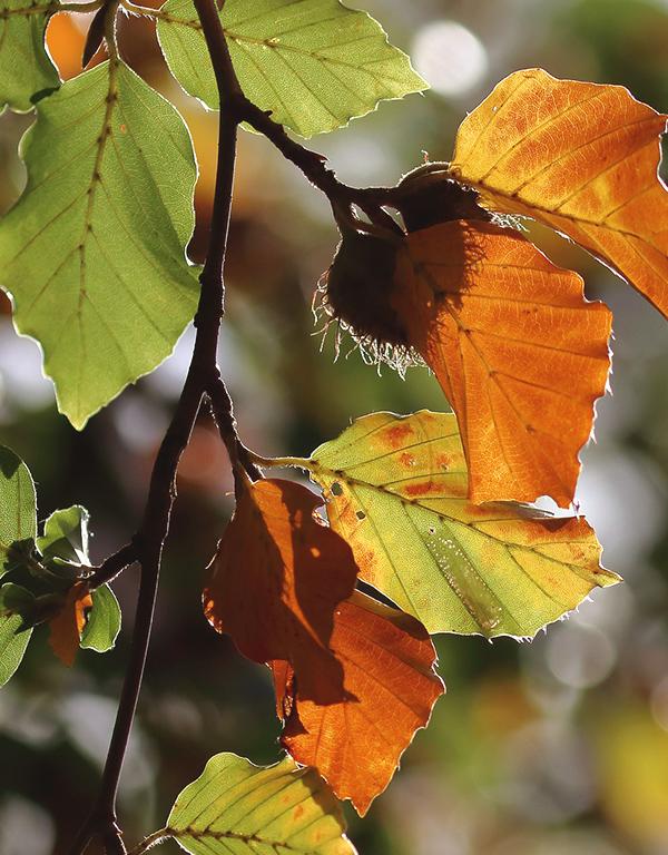 Carpinus Betulus (Hornbeam) (60-90cm) 25 per bundle