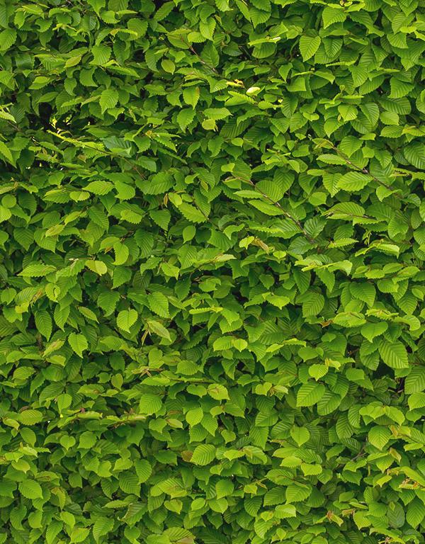 Carpinus Betulus (Hornbeam) (60-90cm) 25 per bundle