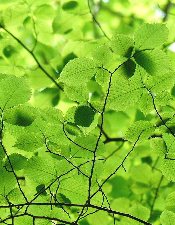 Carpinus Betulus (Hornbeam) (60-90cm) 25 per bundle