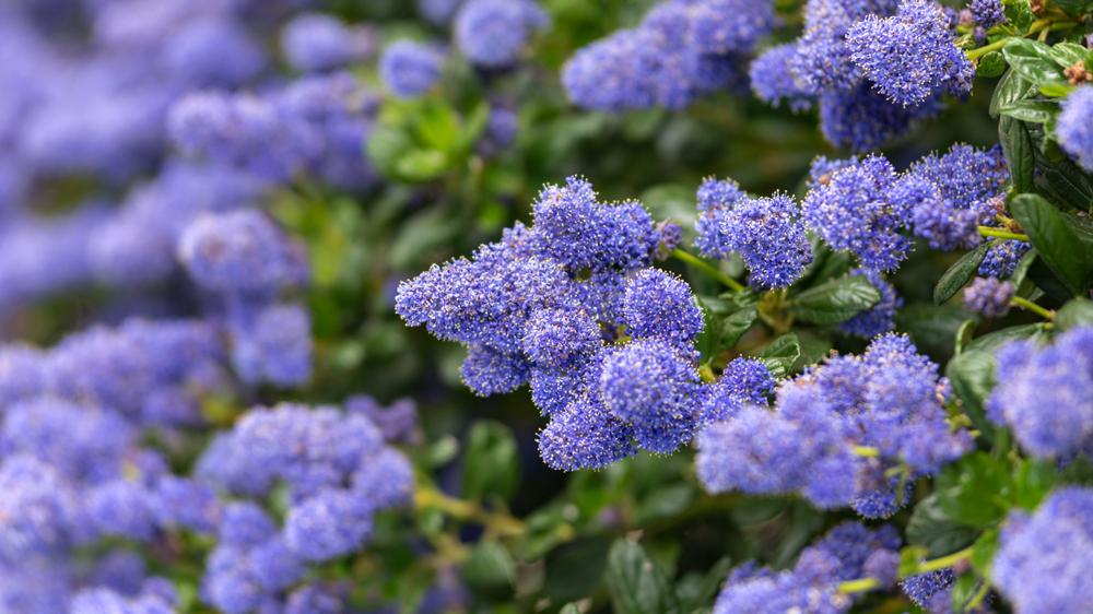 Ceanothus Try Repens 'Californian Lilac'  (1.5L Litre Pot)