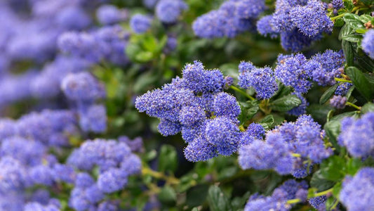 Ceanothus Try Repens 'Californian Lilac'  (1.5L Litre Pot)