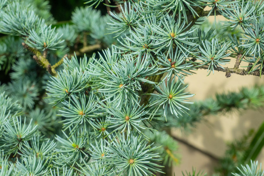 Cedrus Atlantica Glauca 12lt pot Height 100-110cm