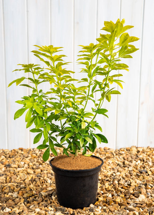 Choisya Sundance 'Mexican Orange Blossom' (3 Litre Pot)