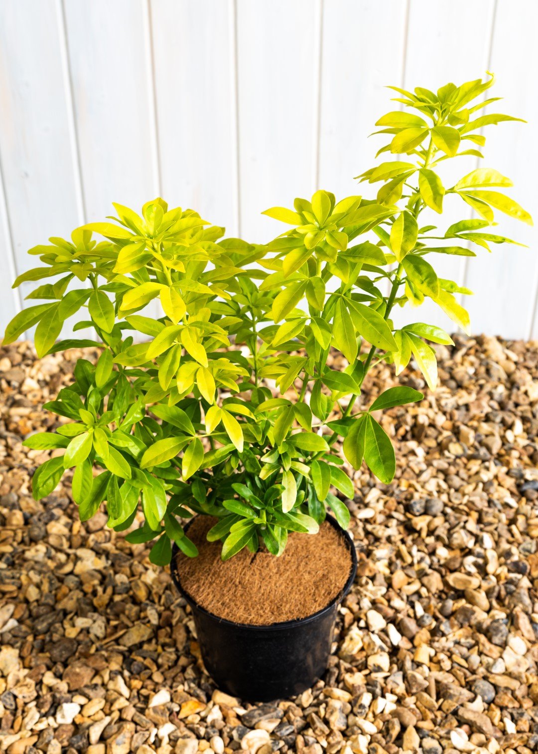 Choisya Sundance 'Mexican Orange Blossom' (3 Litre Pot)