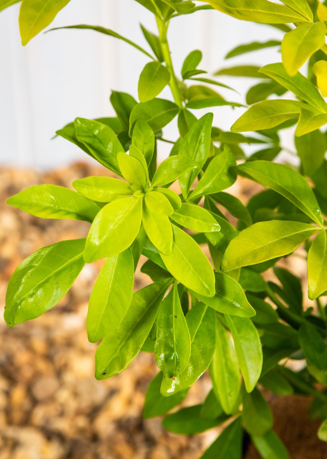 Choisya Sundance 'Mexican Orange Blossom' (3 Litre Pot)