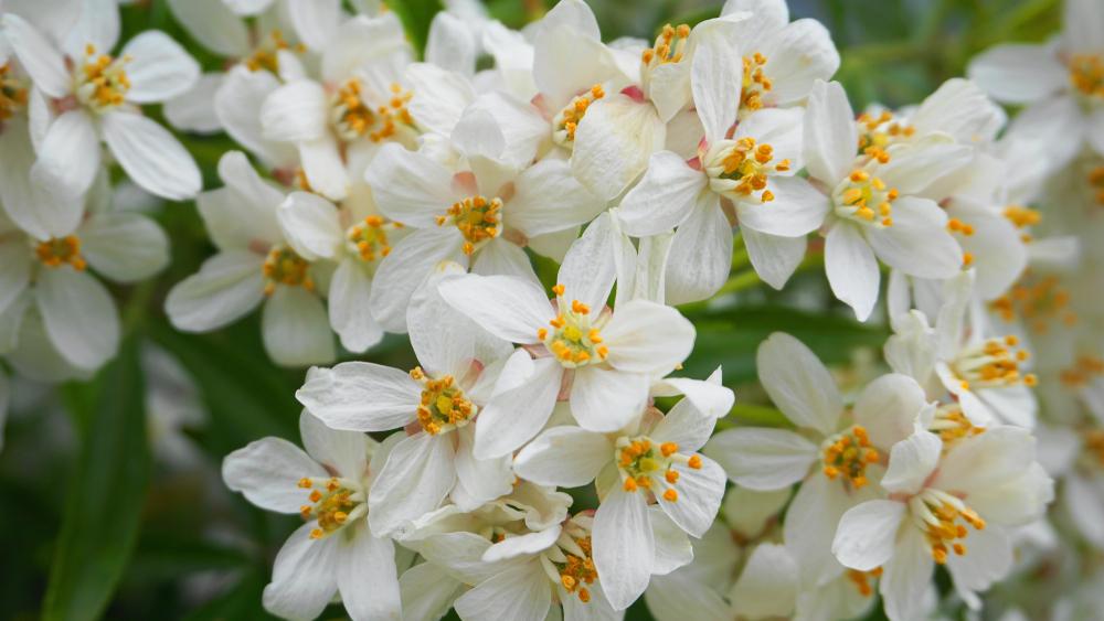 Choisya White Dazzler 'Mexican Orange Blossom (10 Litre Pot)