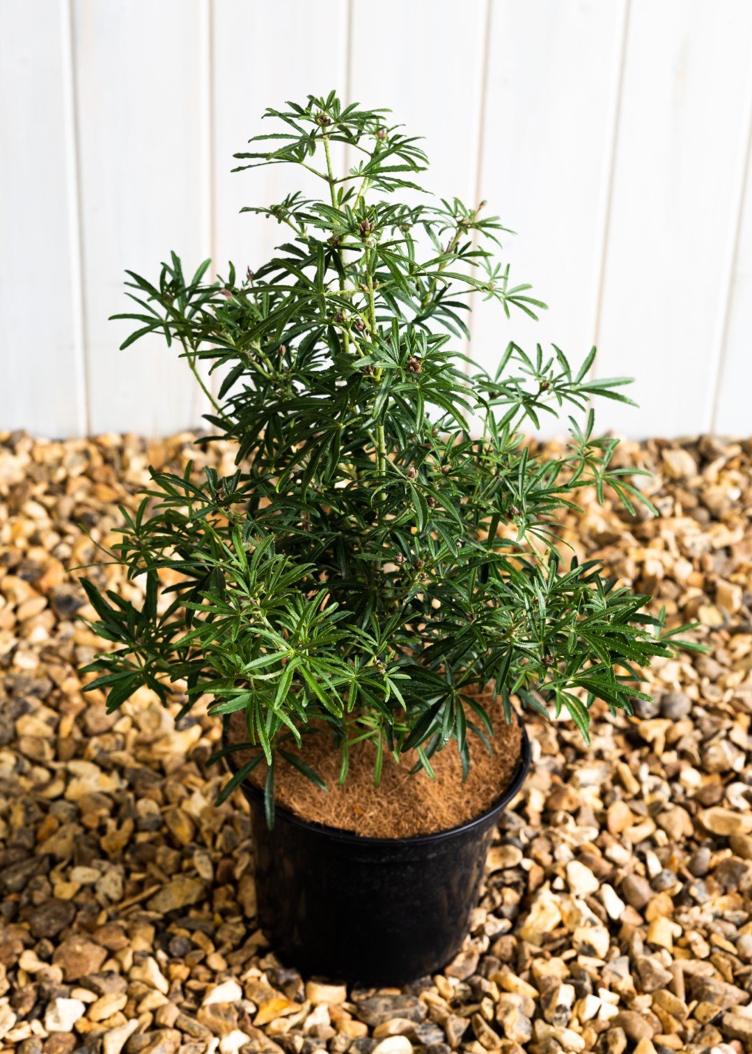 Choisya White Dazzler 'Mexican Orange Blossom (10 Litre Pot)
