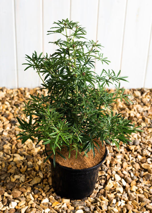 Choisya White Dazzler 'Mexican Orange Blossom (10 Litre Pot)