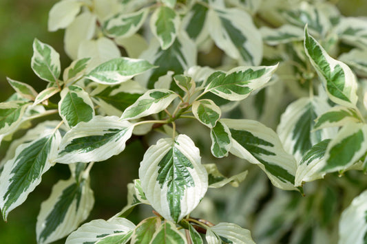Cornus Controversa Variegata (Wedding Cake Tree 25 Litre Specimen Pot 100-125cm