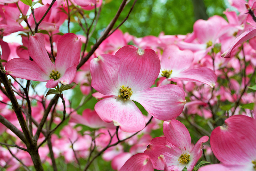 Cornus Florida Rubra - Flowering Dogwood 230 Litre Pot Specimen Pot 300-400cm
